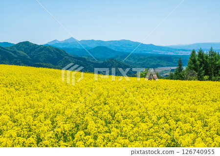 三之倉高原油菜花田:眺望磐梯山 三之倉高原油菜花田:眺望磐梯山 126740955