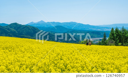 三之倉高原油菜花田：眺望磐梯山 126740957