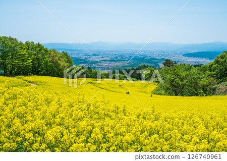 Nanohakura Takahara Nanohana農田 Nanohakura Takahara Nanohana農田 126740961