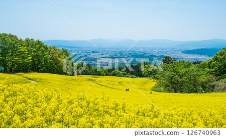 Nanohakura Takahara Nanohana農田 126740963