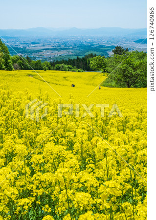 Nanohakura Takahara Nanohana農田 126740966