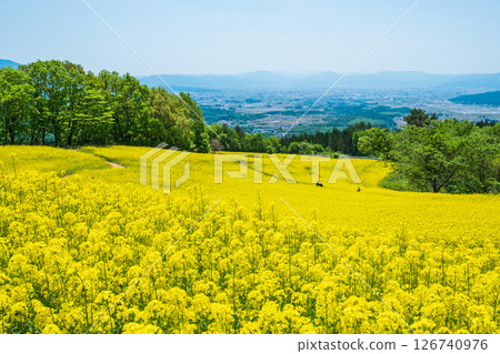 Nanohakura Takahara Nanohana Farm Field 126740976