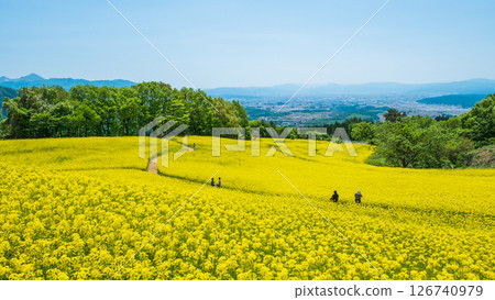 Nanohakura Takahara Nanohana農田 126740979