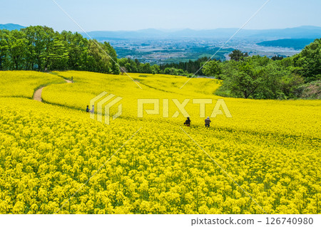 Nanohakura Takahara Nanohana農田 126740980