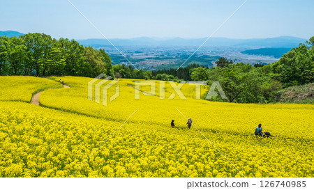 Nanohakura Takahara Nanohana農田 126740985