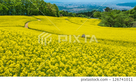 Nanohakura Takahara Nanohana農田 126741011