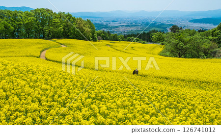 Nanohakura Takahara Nanohana Farm Field Nanohakura Takahara Nanohana Farm Field 126741012