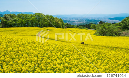 Nanohakura Takahara Nanohana Farm Field Nanohakura Takahara Nanohana Farm Field 126741014
