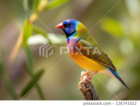 Gouldian Finch perched on a branch, displaying its vivid rainbow-colored plumage with striking detail, set against a softly blurred natural background. Birds, Animals. Gouldian Finch perched on a branch, displaying its vivid rainbow-colored plumage with striking detail, set against a softly blurred natural background. Birds, Animals. 126741022