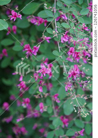 Purple bush clover flowers in full bloom 126741056