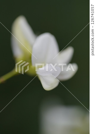 White hagi flower 126741057