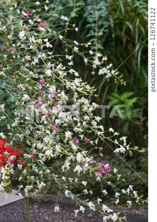 Blossoming bush clover in the temple grounds Blossoming bush clover in the temple grounds 126741122
