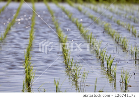 Rice paddy after rice planting 126741172