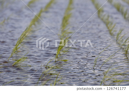Rice paddy after rice planting 126741177
