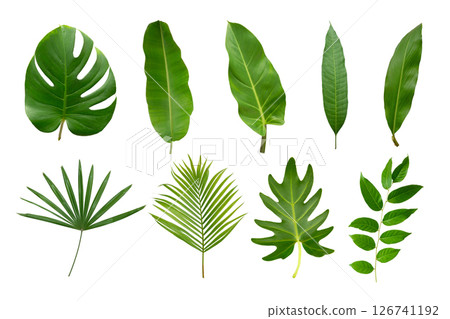 Banana, palm and momstera green leaf tropical plant isolated on white background. Banana, palm and momstera green leaf tropical plant isolated on white background. 126741192