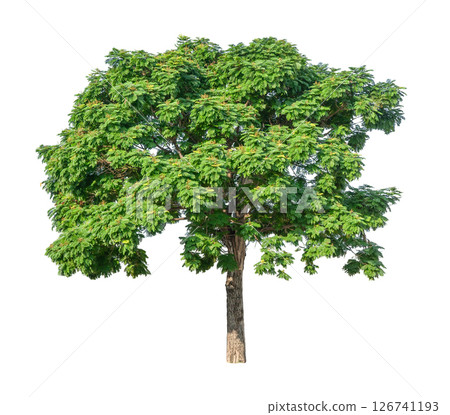 Green tree plant isolated on white background. 126741193