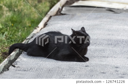 Black cat sitting on the edge of the road. He closed his eyes comically.  Selective focus. 126741226