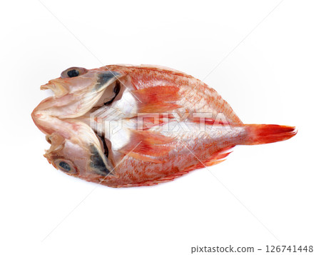 乾石斑魚 126741448