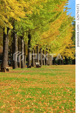 A yellow leafy ginkgo bunched trees 126741471