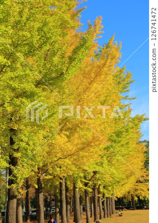A yellow leafy ginkgo bunched trees 126741472