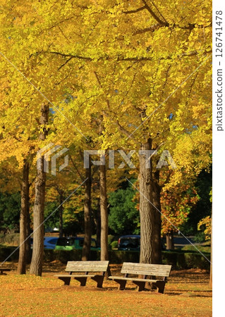 A yellow leafy ginkgo bunched trees 126741478