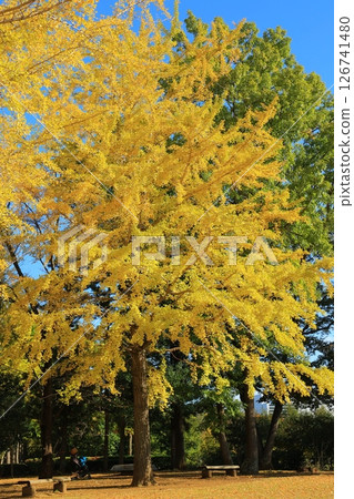 A yellow leafy ginkgo bunched trees 126741480