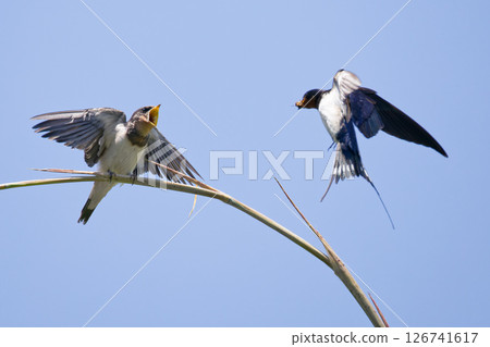 Adult swallows bringing food for their fledglings Adult swallows bringing food for their fledglings 126741617