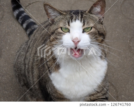 Master, give me the food you found 126741760