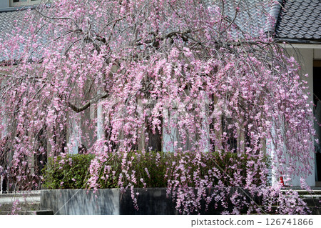 Takanezawa Genki Up Village Roadside Station #118 126741866