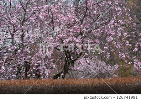 Takanezawa Genki Up Village Roadside Station #121 126741981