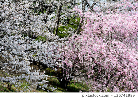 Takanezawa Genki Up Village Roadside Station #129 126741989