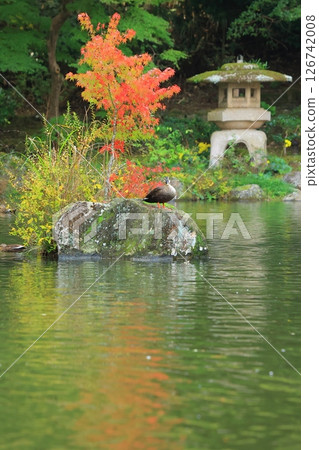 Landscape with autumn leaves Landscape with autumn leaves 126742008