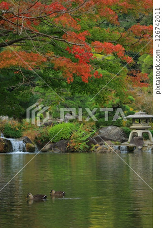 Landscape with autumn leaves 126742011