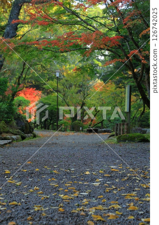 Landscape with autumn leaves 126742025