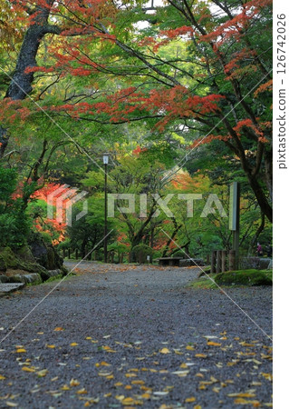 Landscape with autumn leaves 126742026