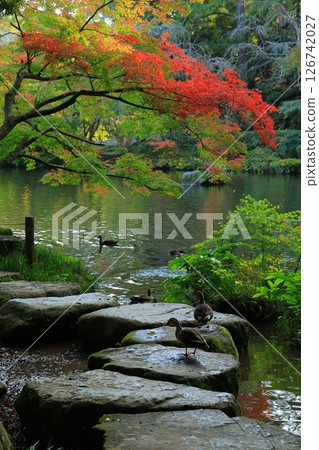 Landscape with autumn leaves Landscape with autumn leaves 126742027