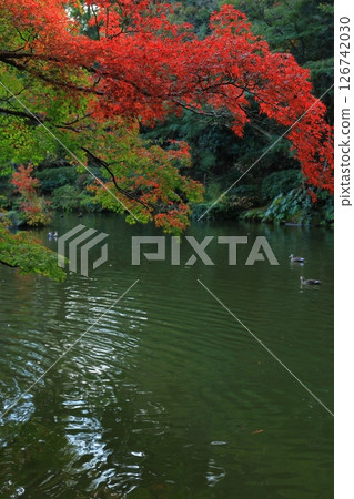 風景與秋天的落葉 風景與秋天的落葉 126742030