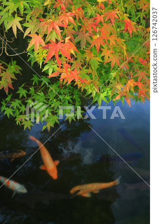 風景與秋天的落葉 126742037