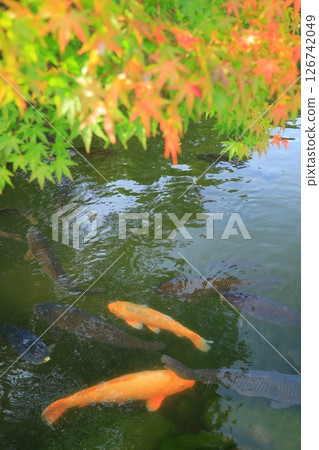 Landscape with autumn leaves 126742049