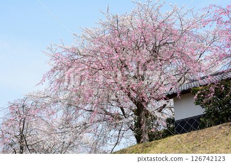 Takanezawa Genki Up Village Roadside Station #137 126742123