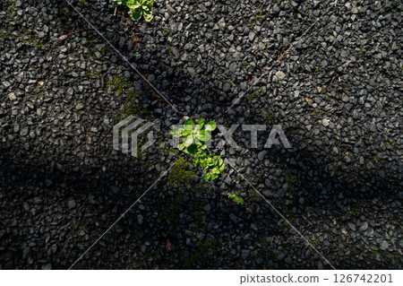 Weeds that grow from gaps in asphalt 126742201