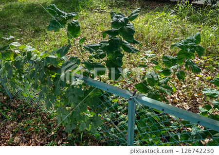 穿過鐵絲網生長的植物 126742230
