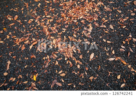 瀝青落葉 126742241
