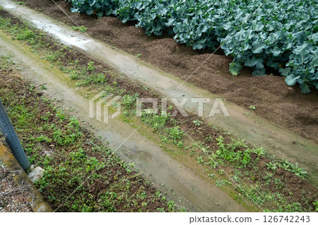 Tractor path in a broccoli field 126742243