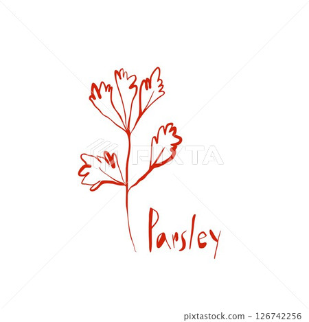 Hand drawn parsley herb sketch with organic shapes and playful lettering in minimal red line art style Hand drawn parsley herb sketch with organic shapes and playful lettering in minimal red line art style 126742256