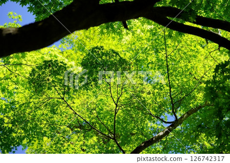 5月森林浴：京都和束正法寺途徑7 126742317