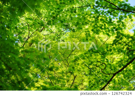 5月森林浴：京都和束正法寺方法10 126742324