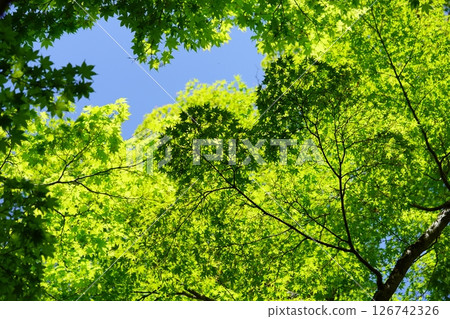 5月森林浴:京都和束正法寺引道16 5月森林浴:京都和束正法寺引道16 126742326
