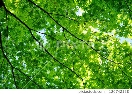 5月森林浴：京都和束正法寺引道14 126742328