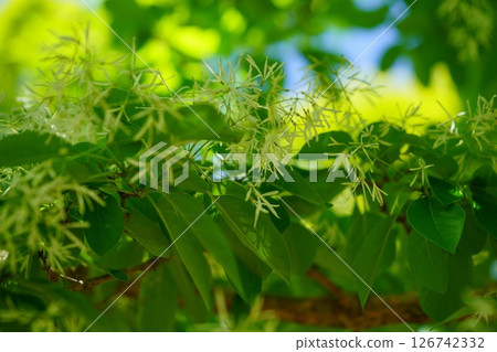 10 京都和束正法寺參道上的南柑橘樹(柑橘蘭)的白色花朵 10 京都和束正法寺參道上的南柑橘樹(柑橘蘭)的白色花朵 126742332